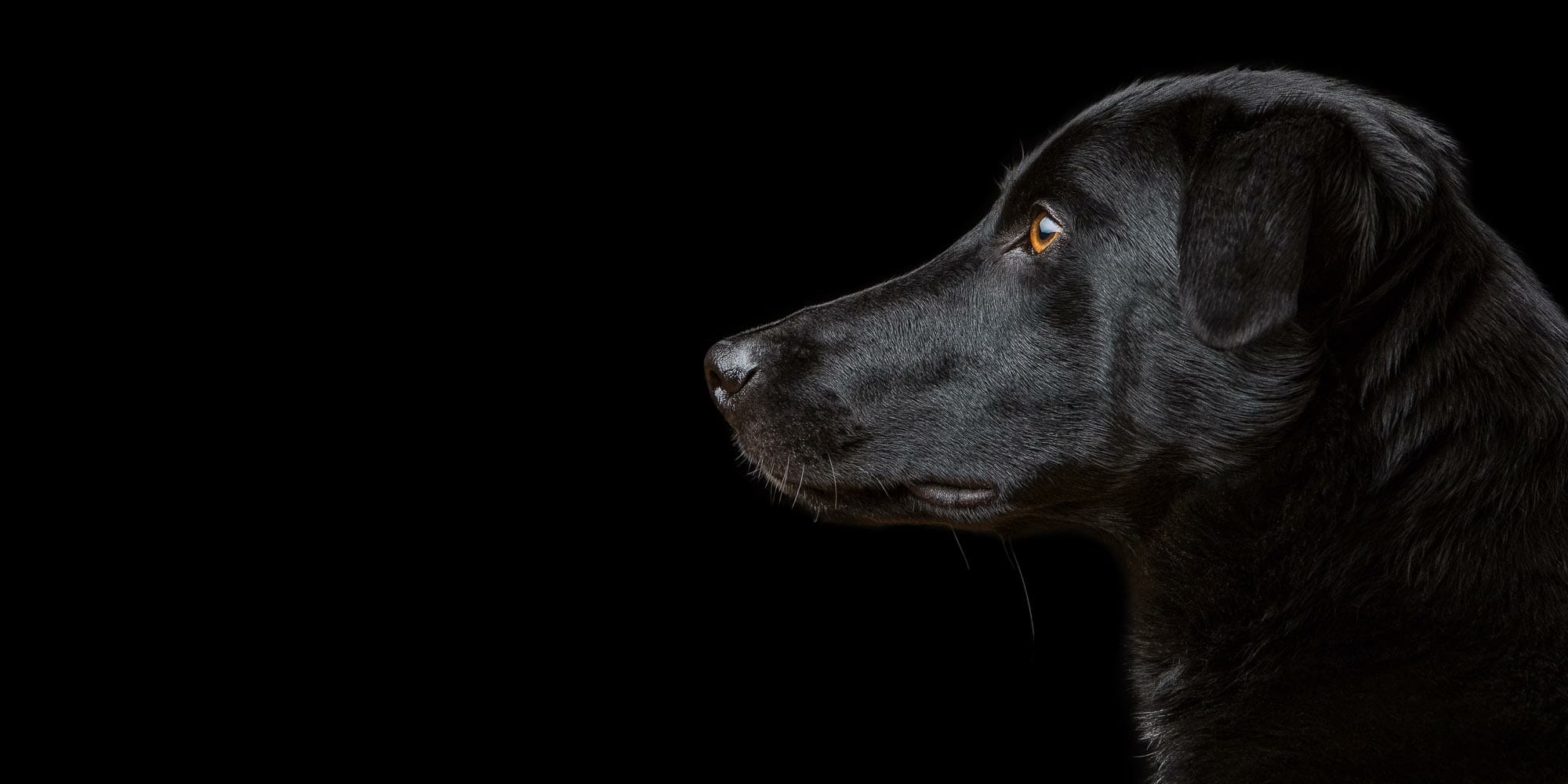 Dog Portrait Photography by Mark Hewitson Photography