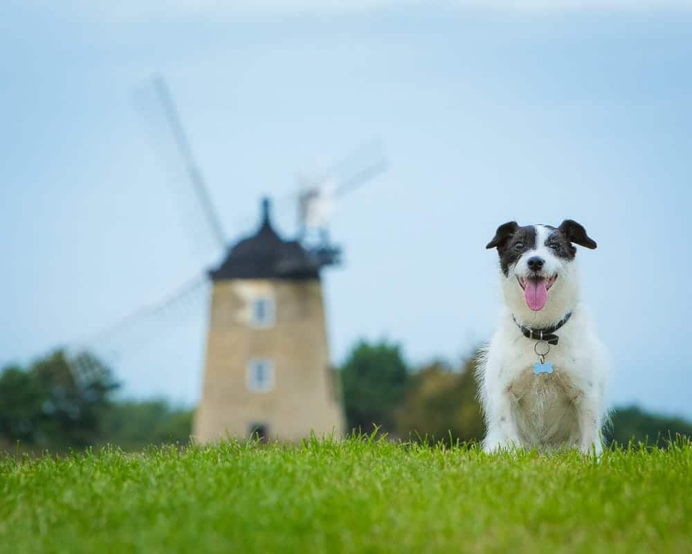 Dog Portrait Photography in Thame by Mark Hewitson Photography of Thame