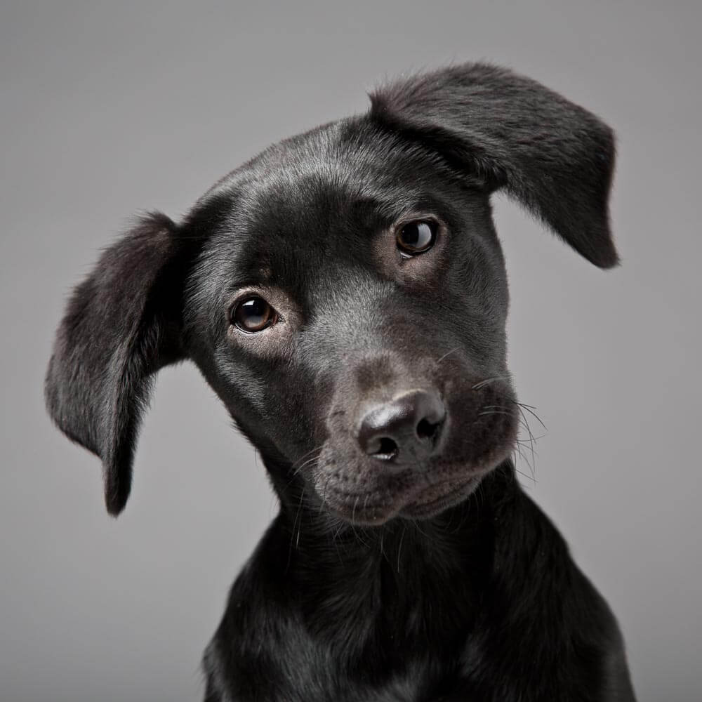 Dog Portrait of a Labrador Retriever Puppy on a grey background in Thame, Oxfordshire