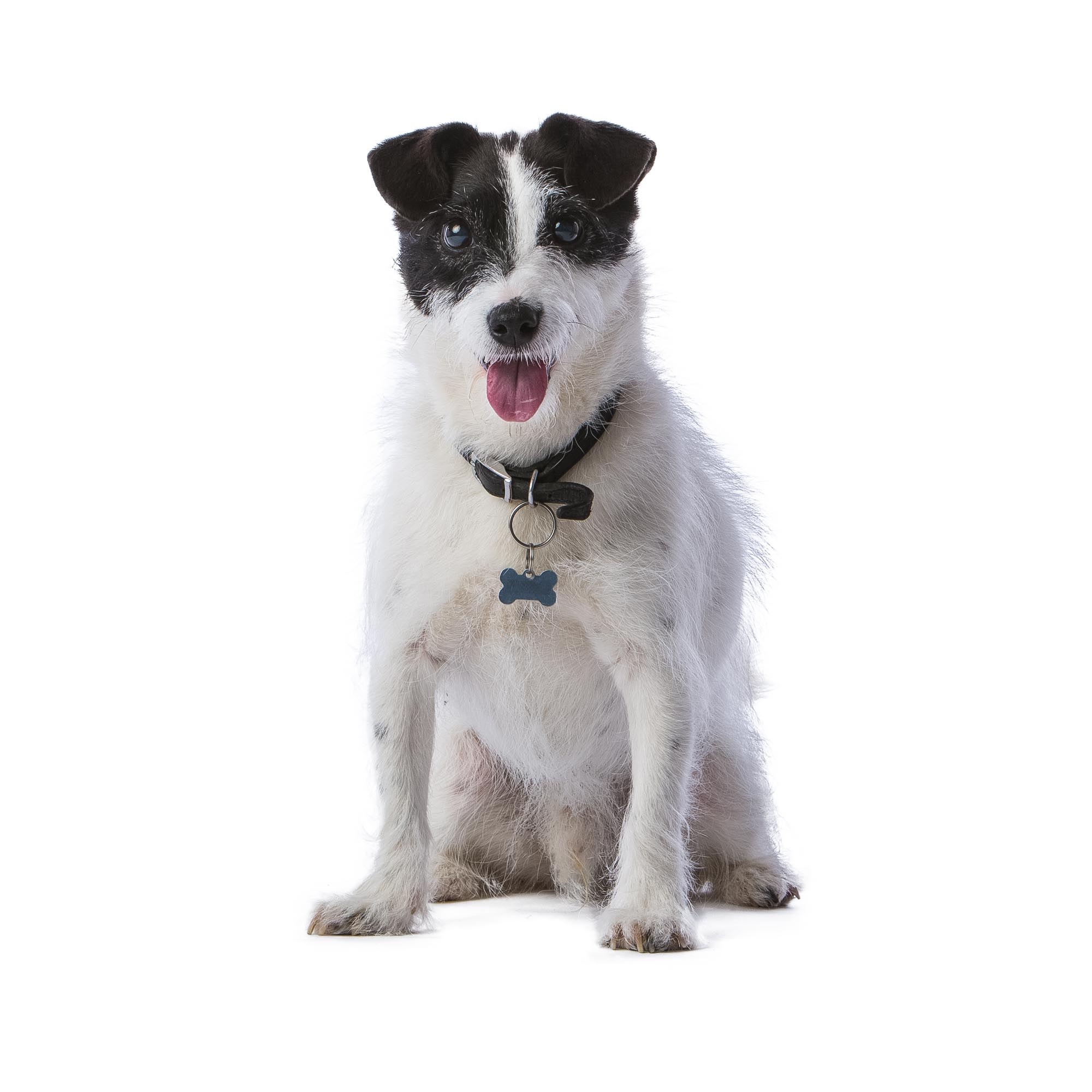 Jack Russell Terrier portrait by Mark Hewitson Photography of Thame