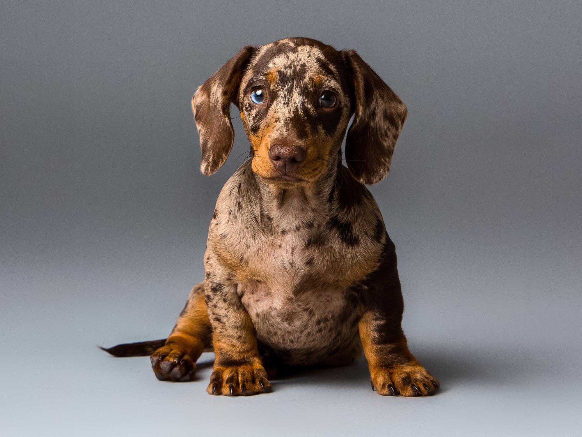 Miniature Dachshund Portrait by Mark Hewitson Photography of Thame, Oxfordshire