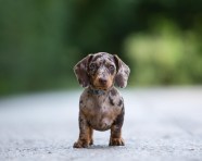 Miniature Dachshund Portrait In Thame Oxfordshire Lenny s Story Miniature Dachshund Portrait In Thame Oxfordshire Lenny s Story