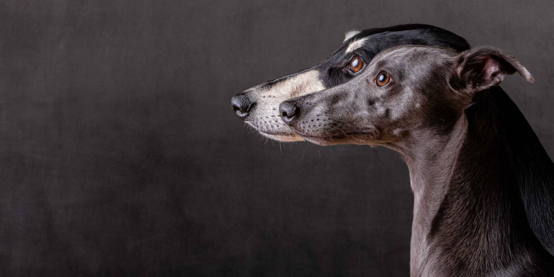 Greyhounds on a grey background by Mark Hewitson of Mark Hewitson Photography, Thame, Oxfordshire
