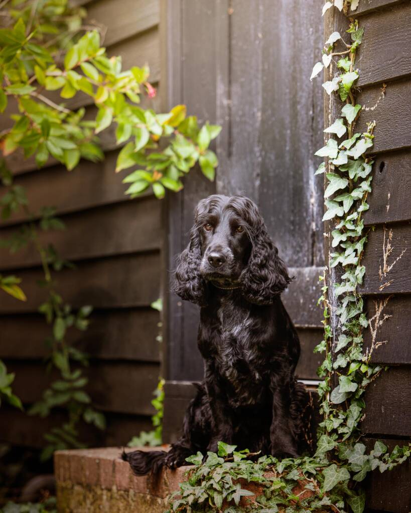 Dog-Photography-by-Mark-Hewitson-Photography