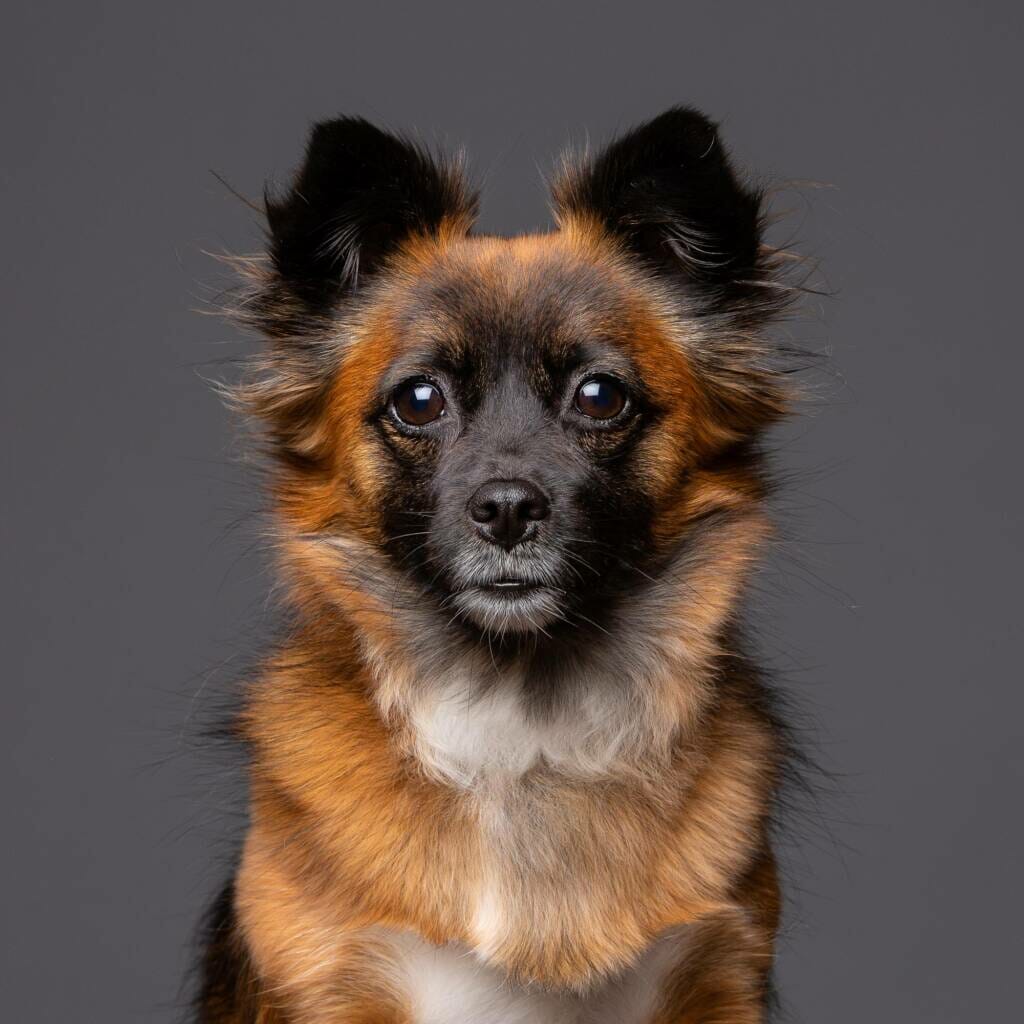 Crossbreed Puppy Dog Studio Portrait by Mark Hewitson of Mark Hewitson Photography, Thame, Oxfordshire