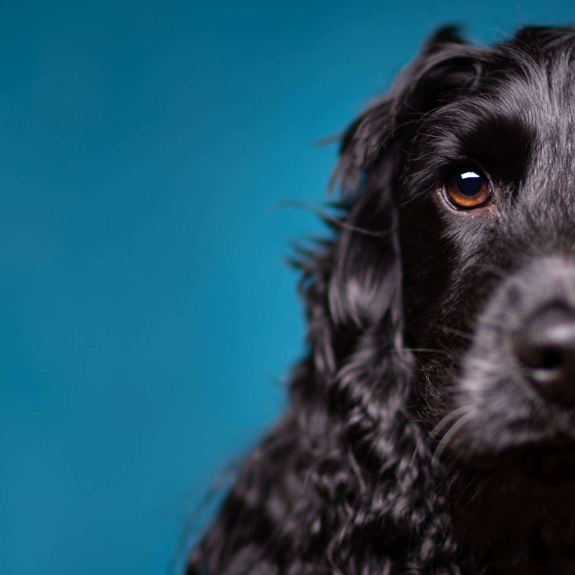 Show Cocker Spaniel Dog Studio Portrait by Mark Hewitson of Mark Hewitson Photography, Thame, Oxfordshire