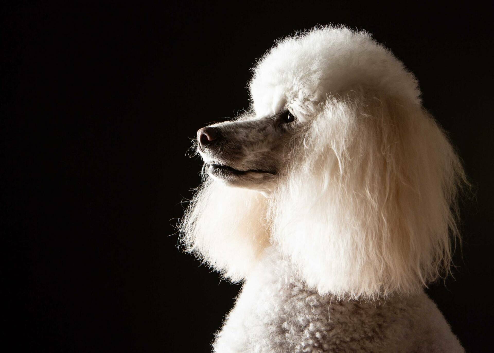 Poodle on a black background by Mark Hewitson of Mark Hewitson Photography, Thame, Oxfordshire