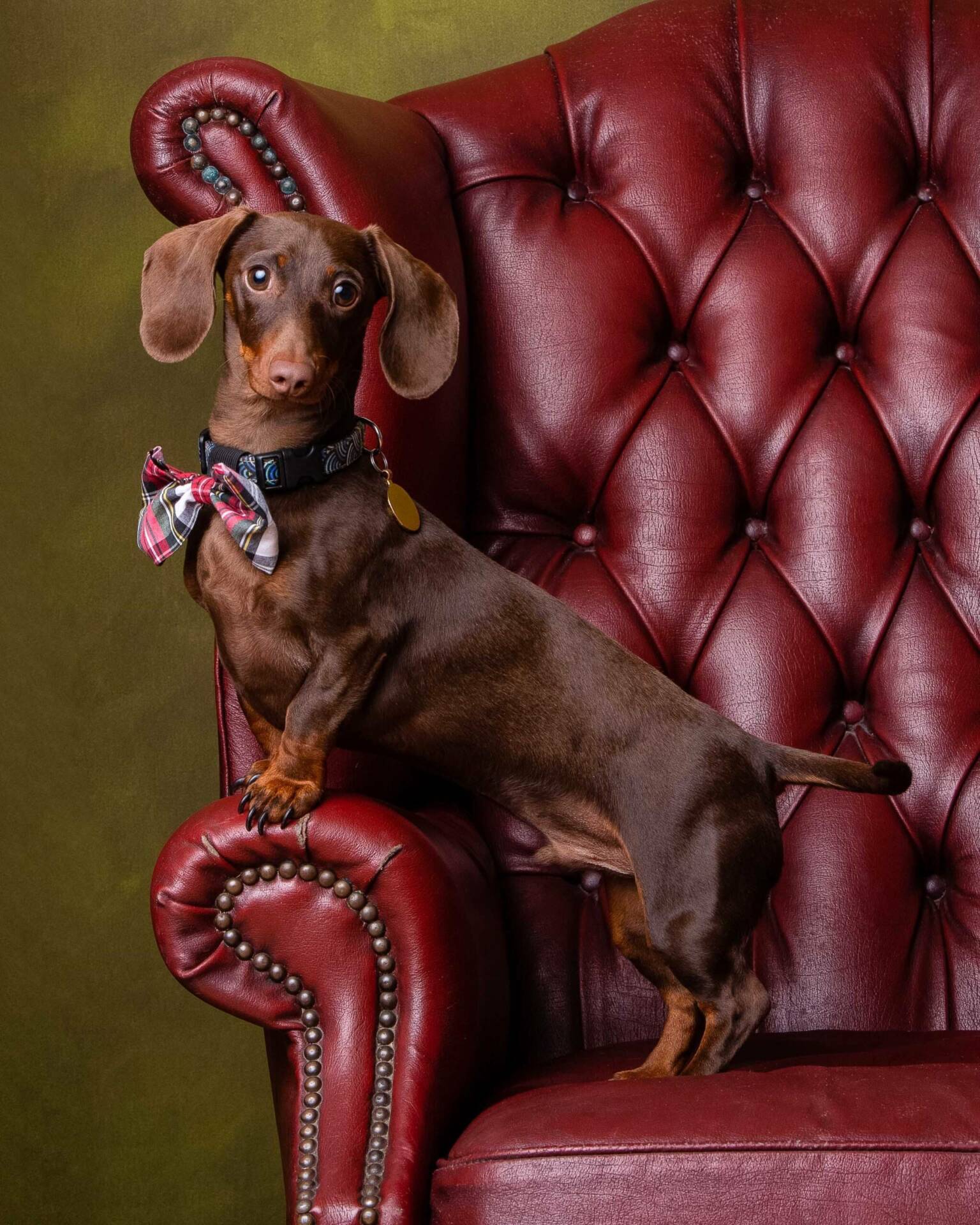 Dachshund on a Chesterfield Chair by Mark Hewitson Photography of Thame, Oxfordshire