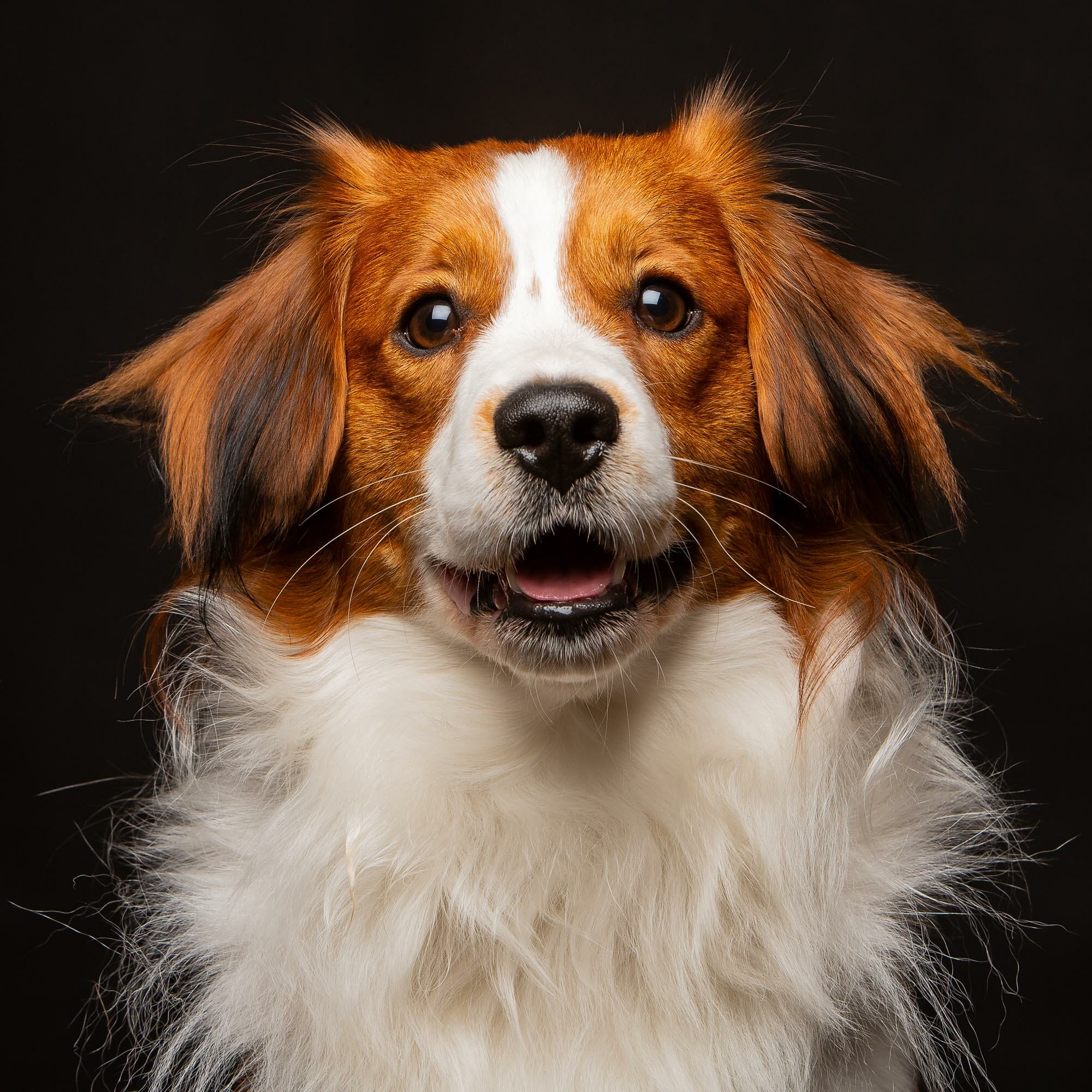 Kooikerhondje Puppy on a black background by Mark Hewitson Photography of Thame, Oxfordshire