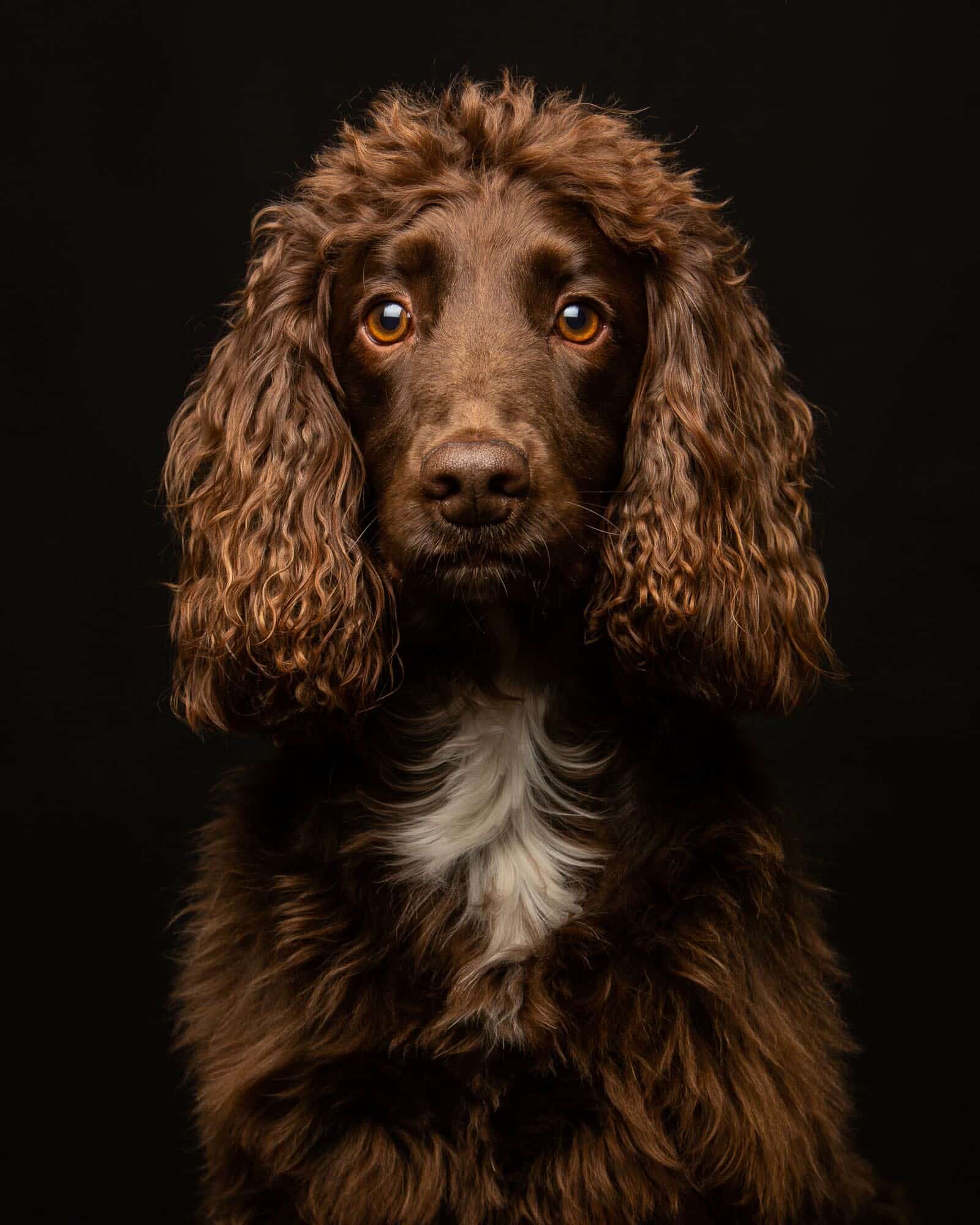 Cocker Spaniel on a black background by Mark Hewitson Photography of Thame, Oxfordshire