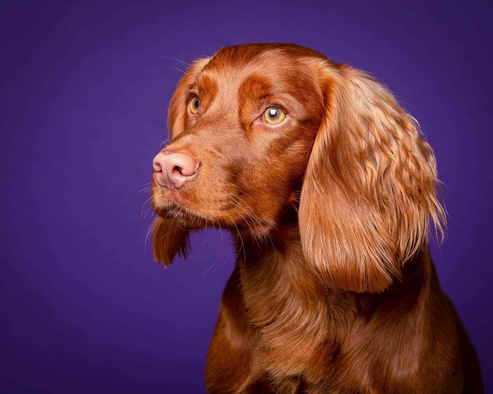Working Cocker Spaniel on a purple background by Mark Hewitson Photography of Thame, Oxfordshire