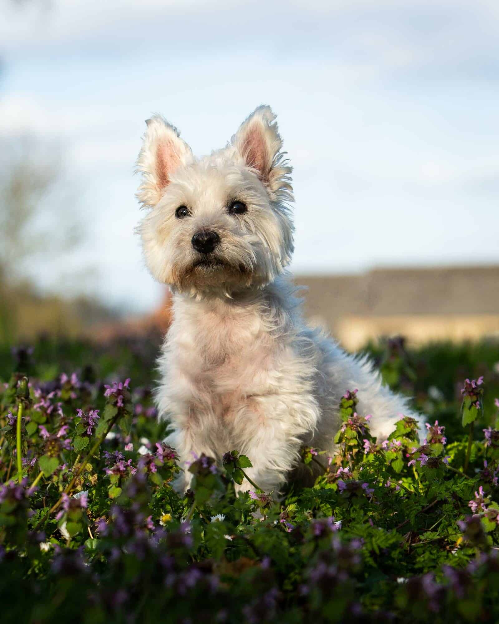 Location Dog Photography by Mark Hewitson Photography of Thame, Oxfordshire