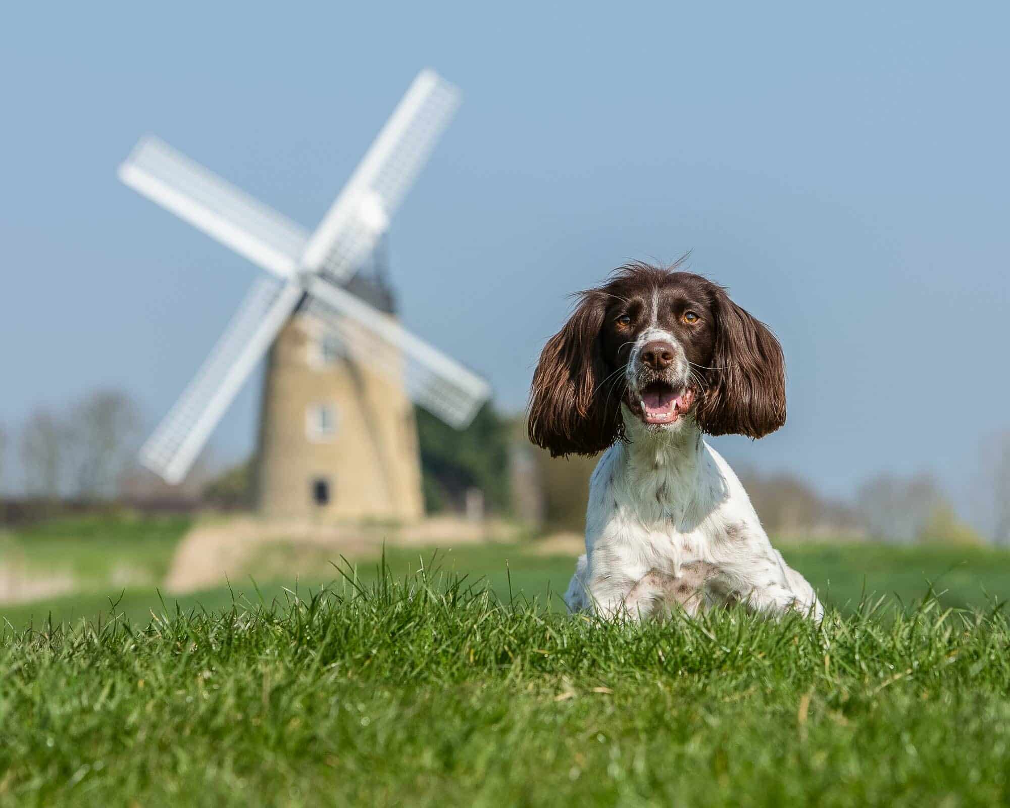 Springer Spaniel Location Dog Photography by Mark Hewitson Photography of Thame, Oxfordshire