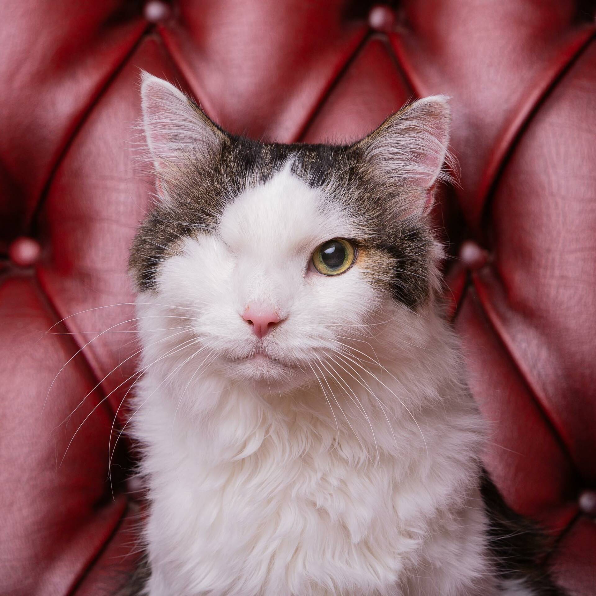 Cat Portraits - Photography by Mark Hewitson Photography of Thame, Oxfordshire