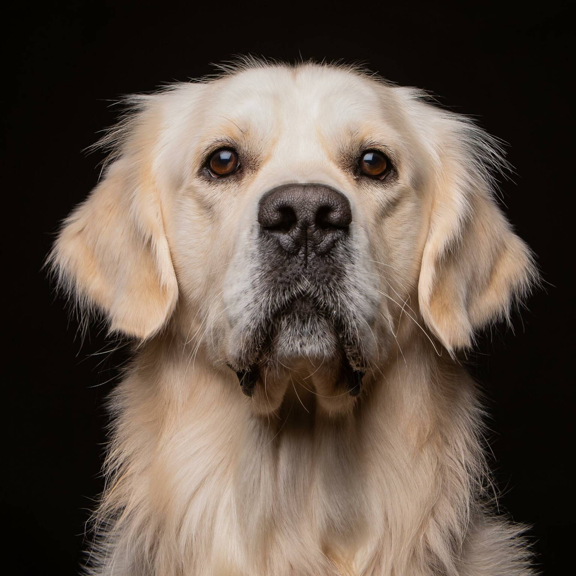 Golden Retriever by Mark Hewitson of Mark Hewitson Photography, Thame, Oxfordshire