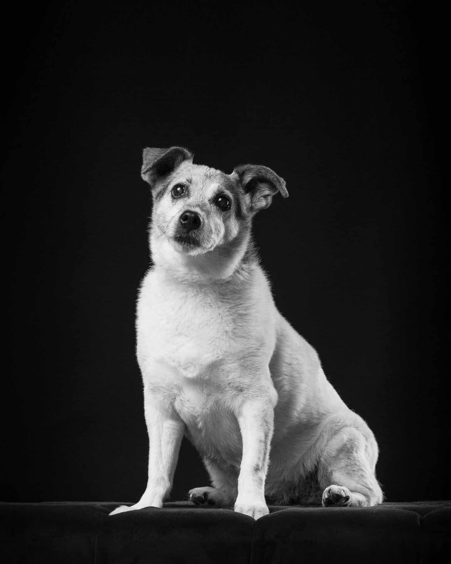 Terrier Dog Studio Portrait by Mark Hewitson of Mark Hewitson Photography, Thame, Oxfordshire
