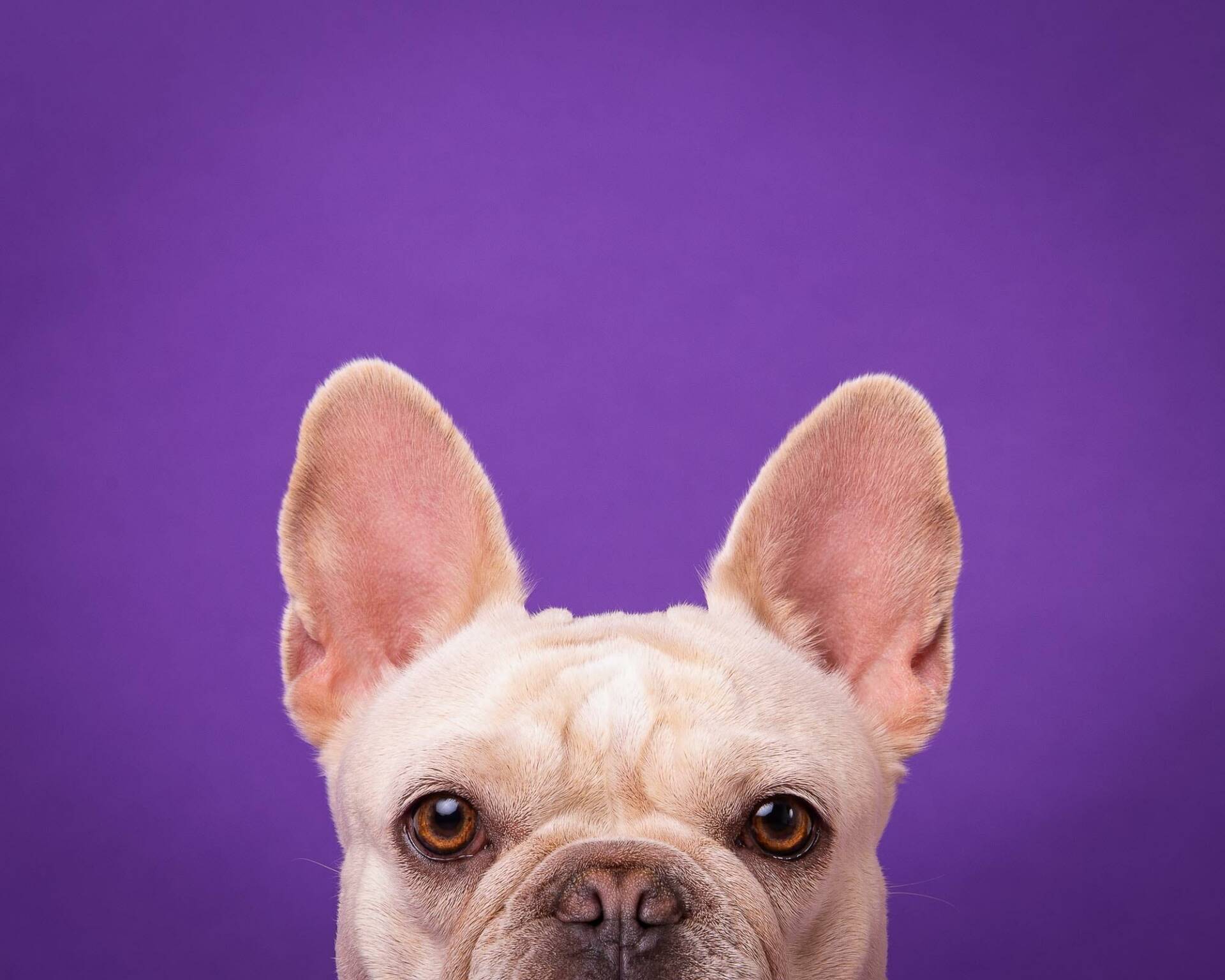 Frenchie Dog Portrait by Mark Hewitson of Mark Hewitson Photography, Thame, Oxfordshire