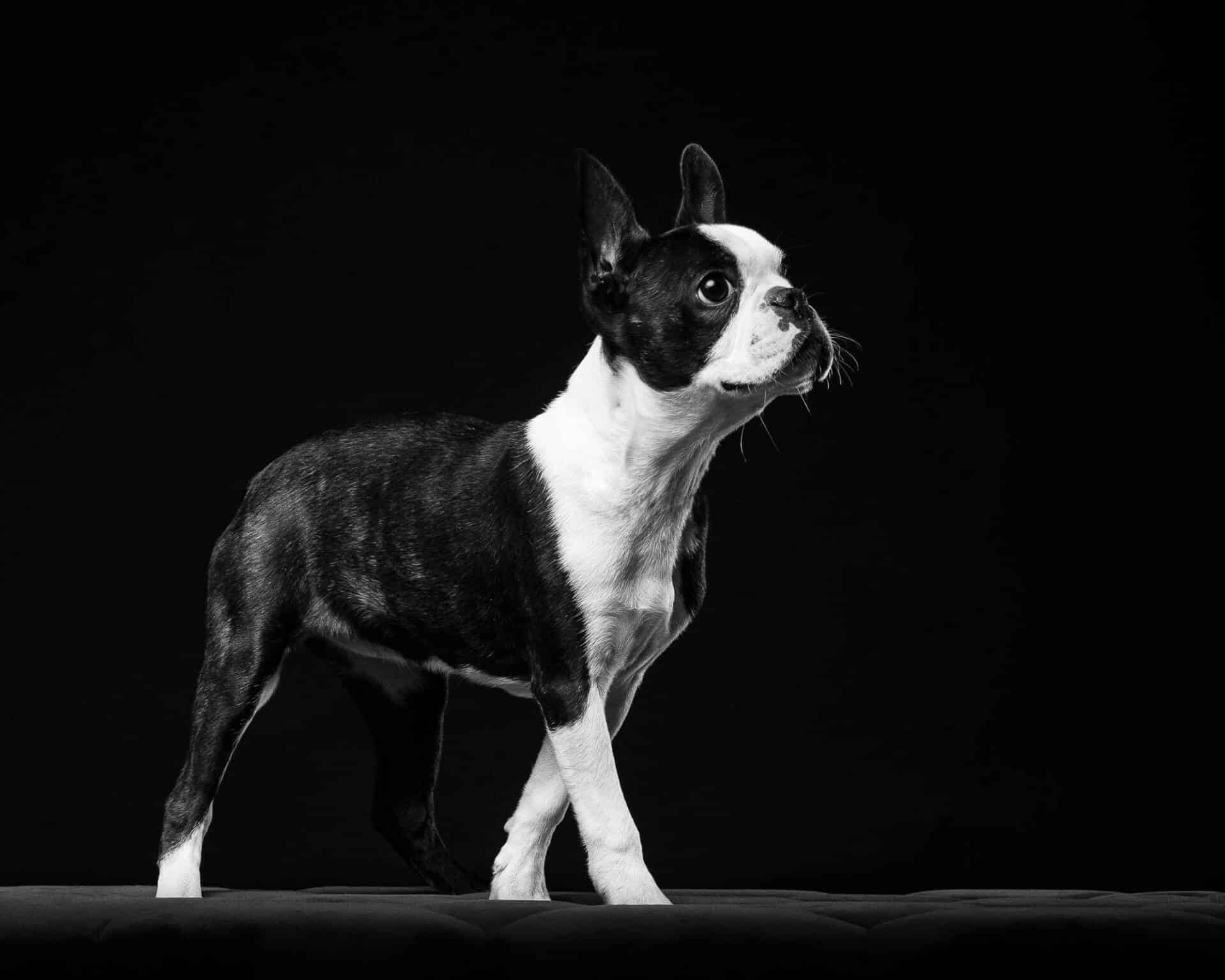 Boston Terrier Dog Portrait by Mark Hewitson of Mark Hewitson Photography, Thame, Oxfordshire
