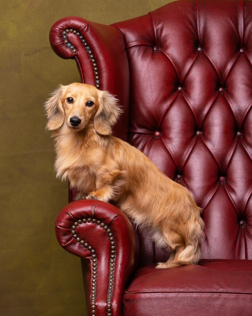 Miniature Dachshund Dog Portrait by Mark Hewitson of Mark Hewitson Photography, Thame, Oxfordshire
