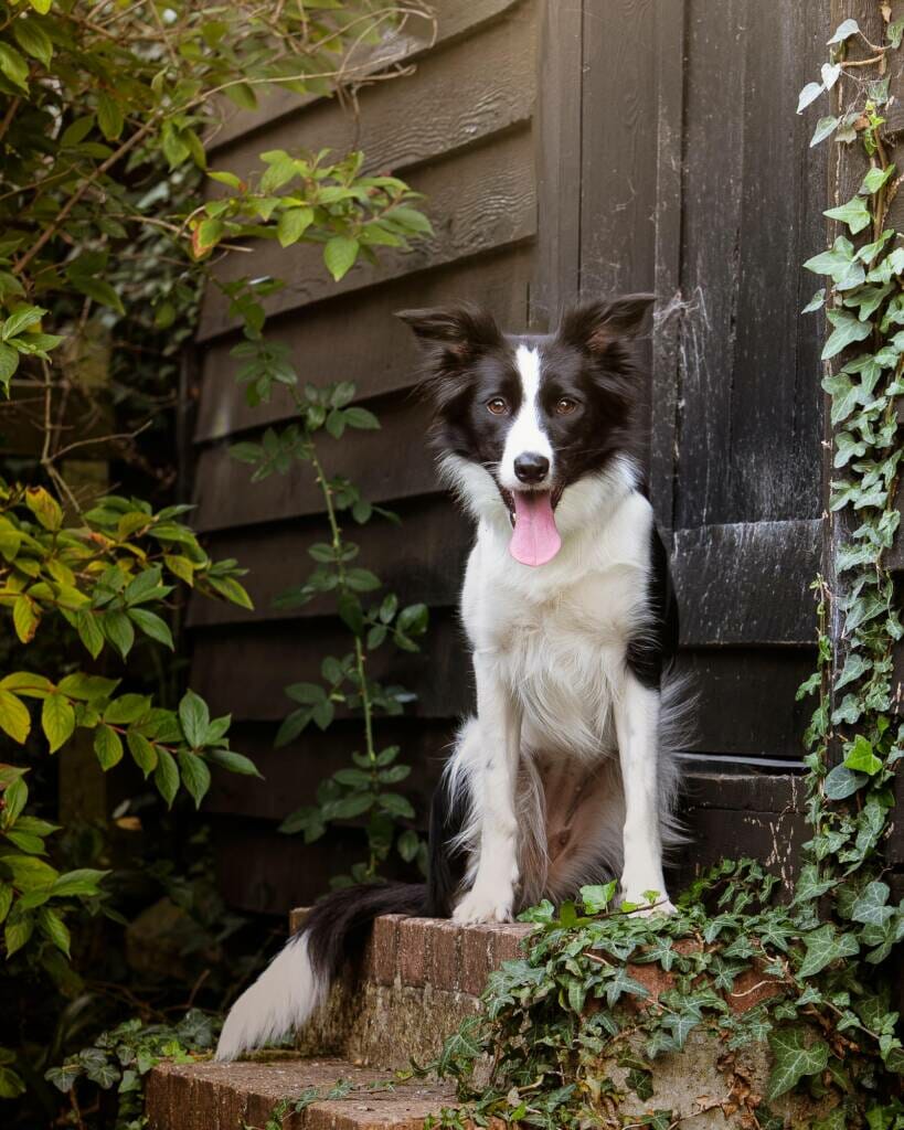 Location Border Collie Dog Portrait by Mark Hewitson of Mark Hewitson Photography, Thame, Oxfordshire