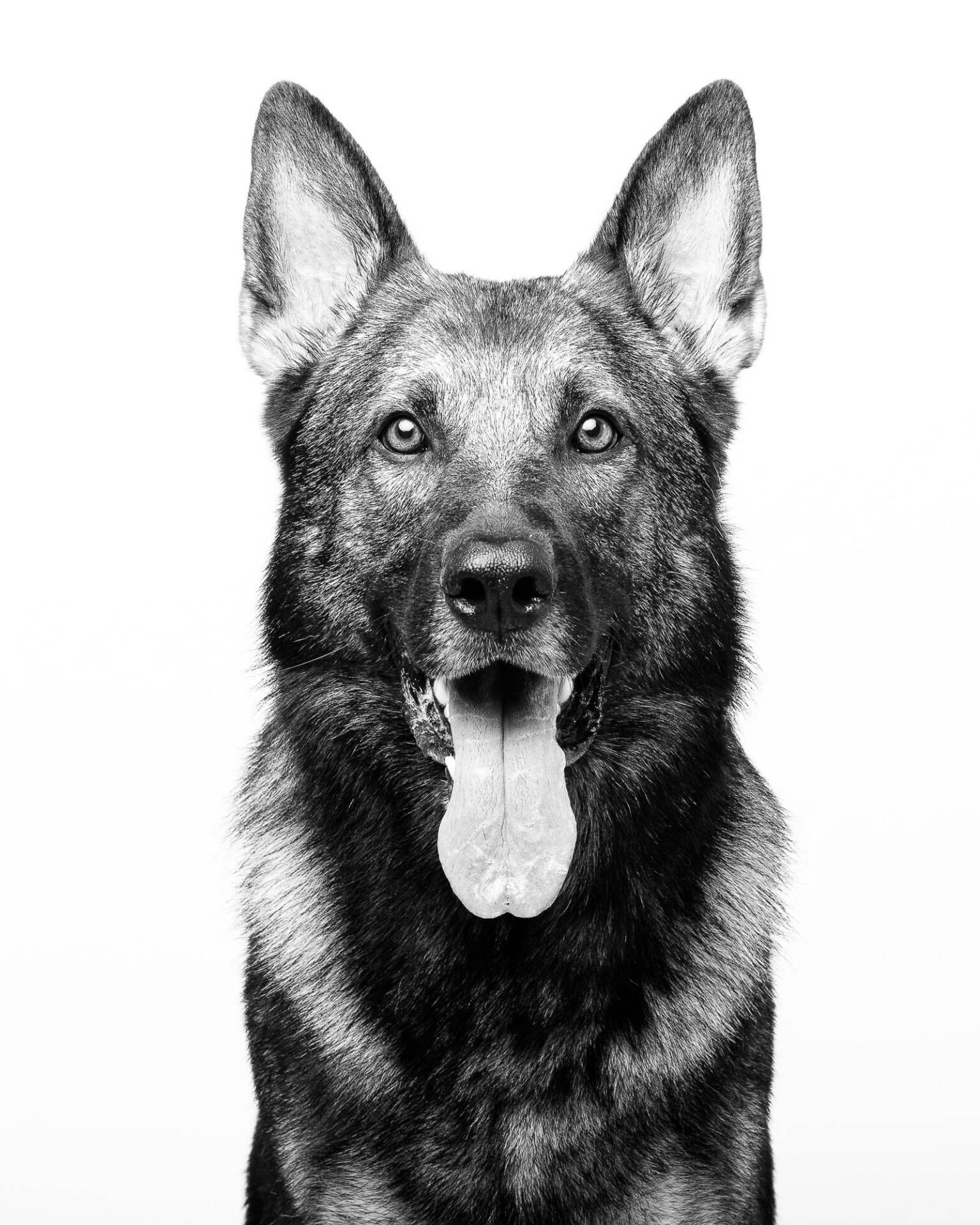 German Shepherd Dog Studio Portrait by Mark Hewitson of Mark Hewitson Photography, Thame, Oxfordshire