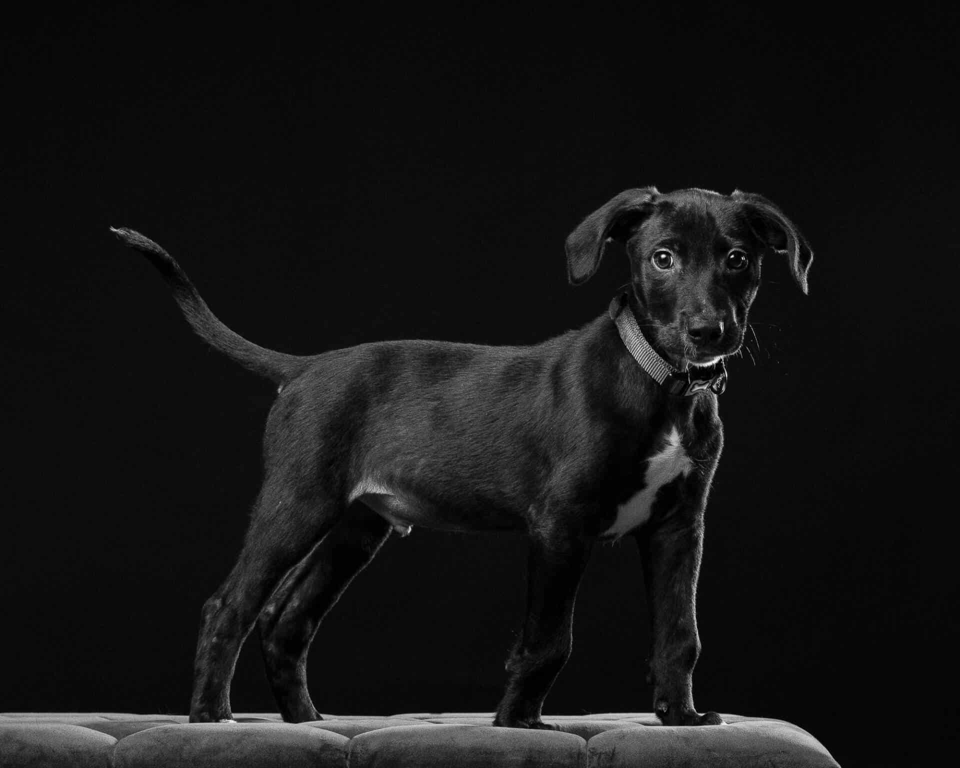 Labrador Collie Cross Puppy Dog Studio Portrait by Mark Hewitson of Mark Hewitson Photography, Thame, Oxfordshire