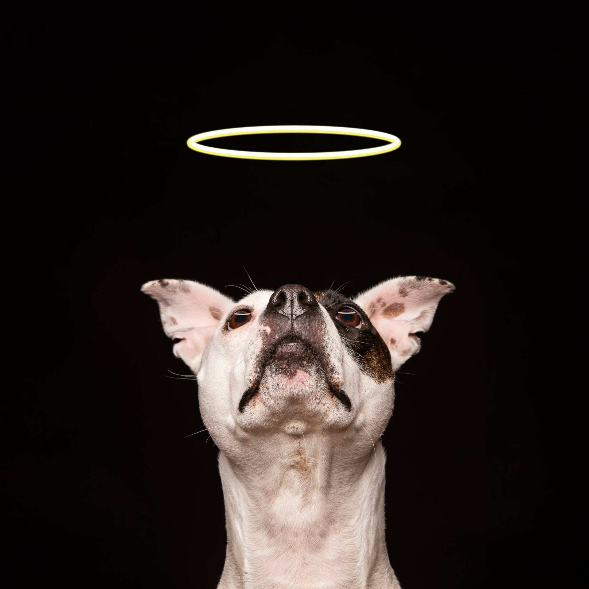 Angelic Staffordshire Terrier by Mark Hewitson of Mark Hewitson Photography, Thame, Oxfordshire
