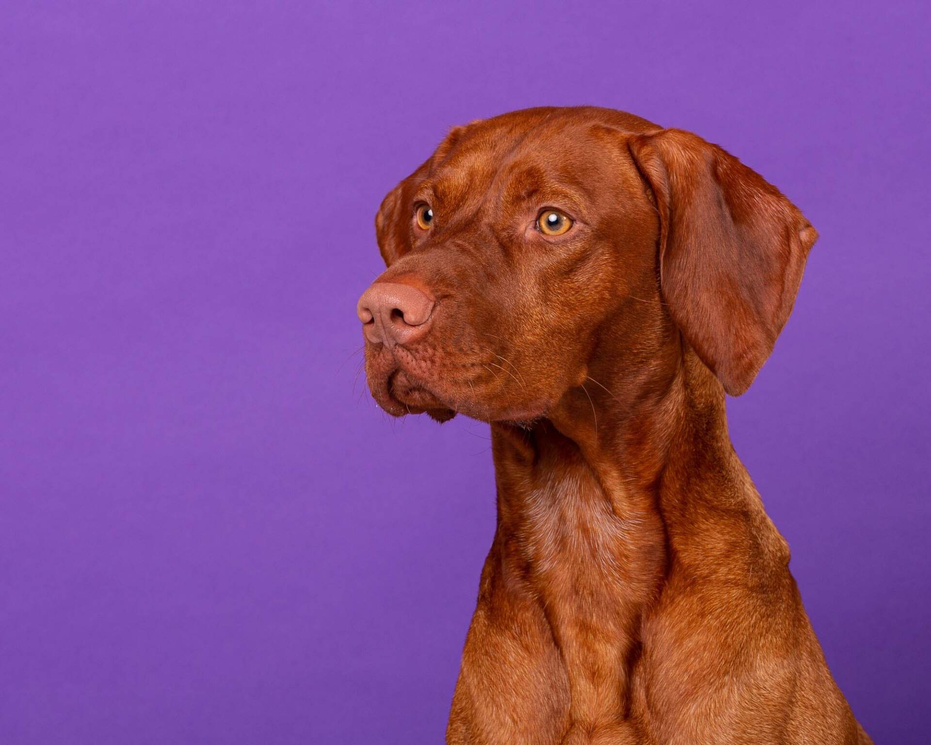 Hungarian Vizsla by Mark Hewitson of Mark Hewitson Photography, Thame, Oxfordshire