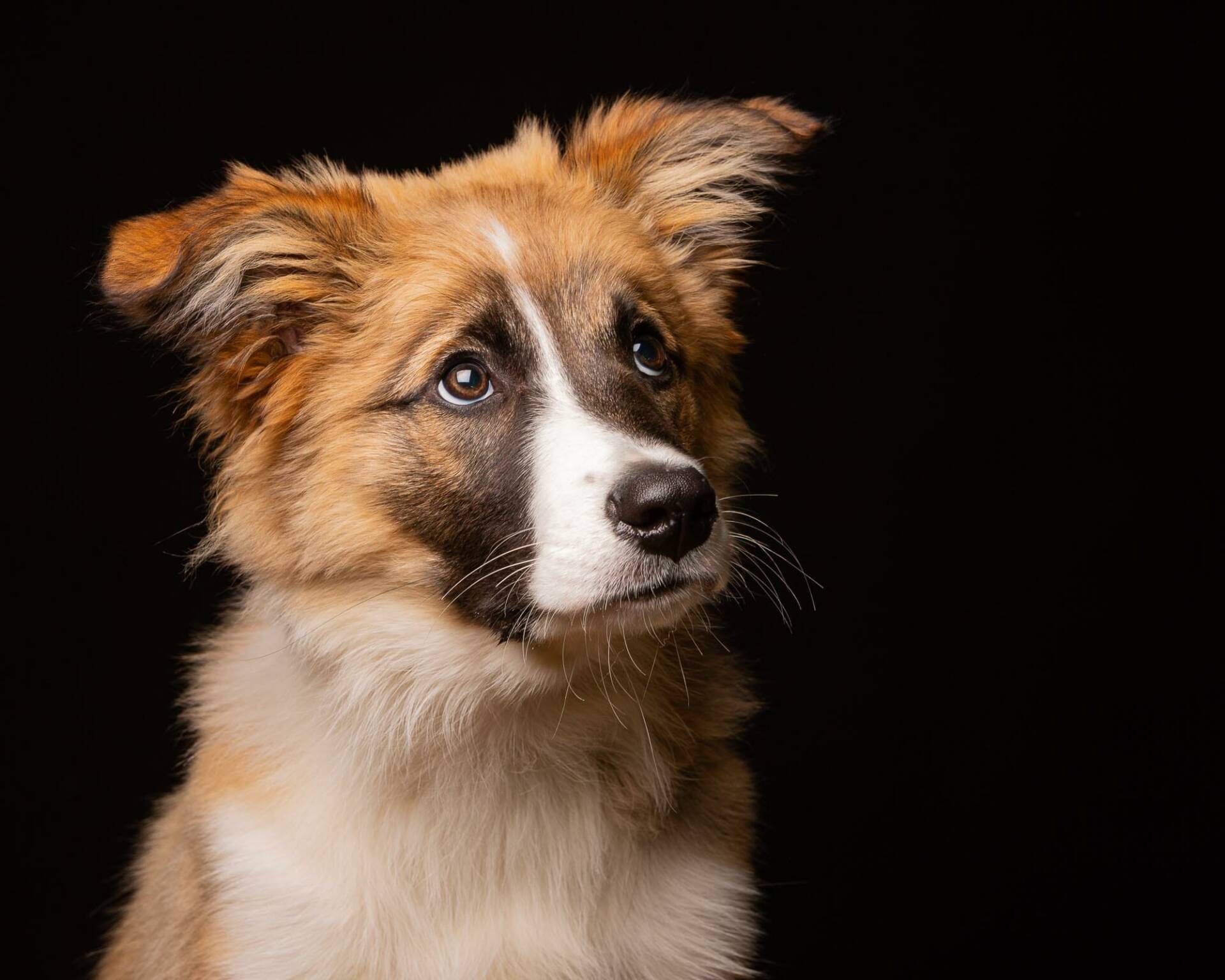 Border Collie Dog Portrait by Mark Hewitson of Mark Hewitson Photography, Thame, Oxfordshire
