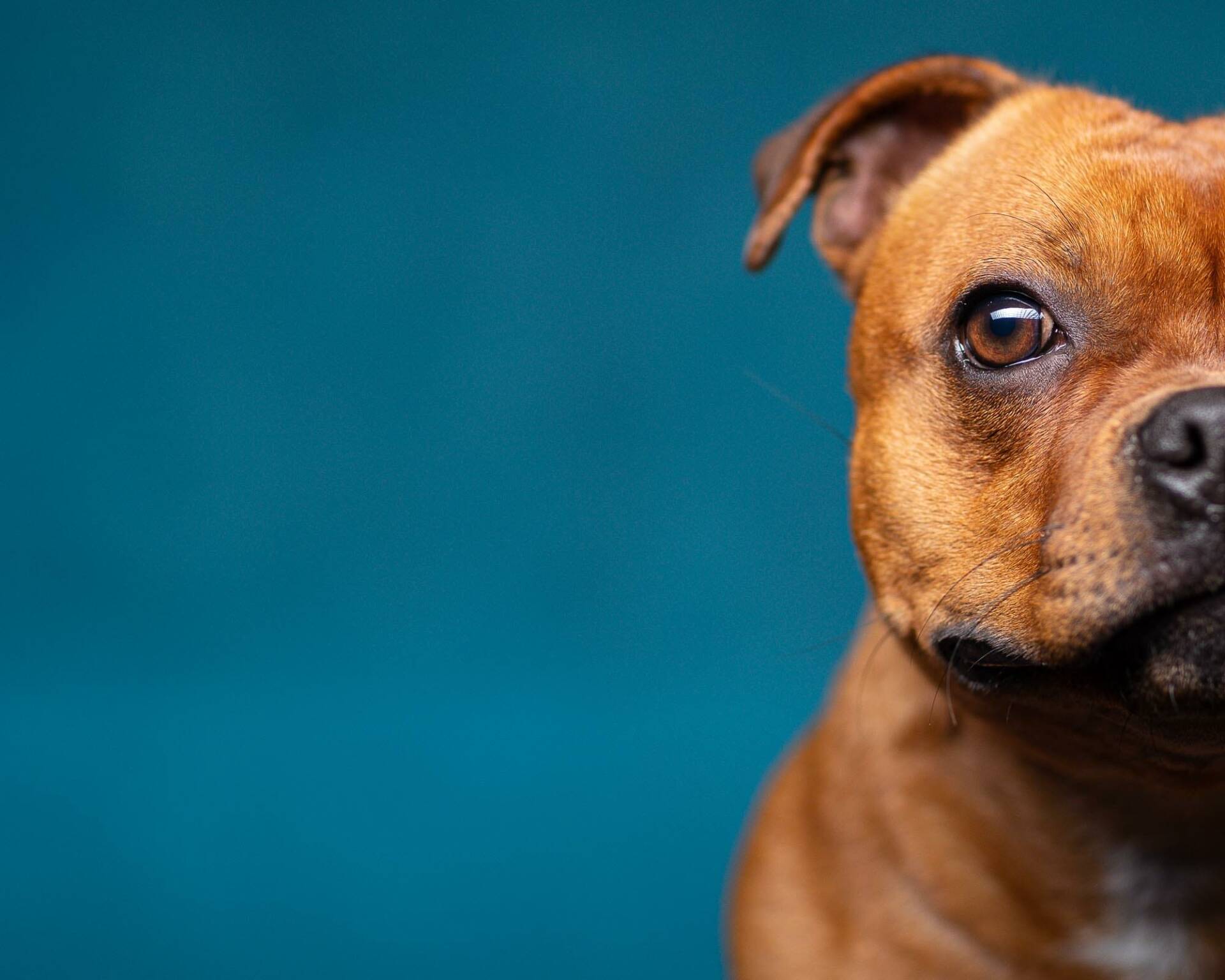 Staffy Bull Terrier Dog Portrait by Mark Hewitson, Specialist Dog Pawtrait Photographer in Oxfordshire
