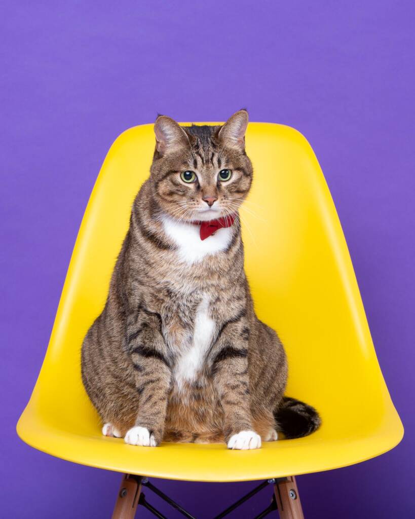 Tabby Cat Wearing a Bow Tie Sat on a Yellow Chair against a Purple Background