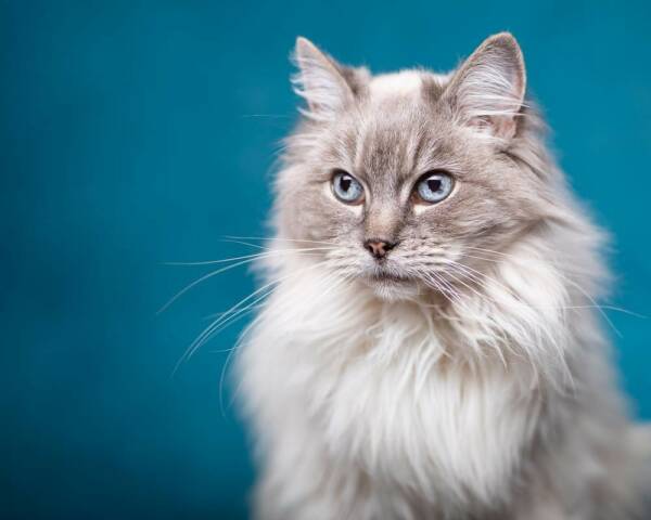 The gorgeous Alice, a Ragdoll grey and white long haired Ragdoll say against a mottled blue background