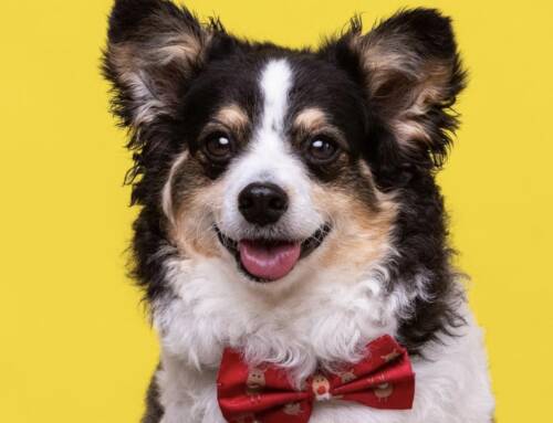 How a Bow Tie Completes Your Dog’s Look