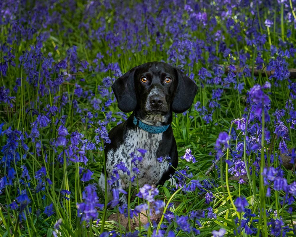 High Wycombe pet photography