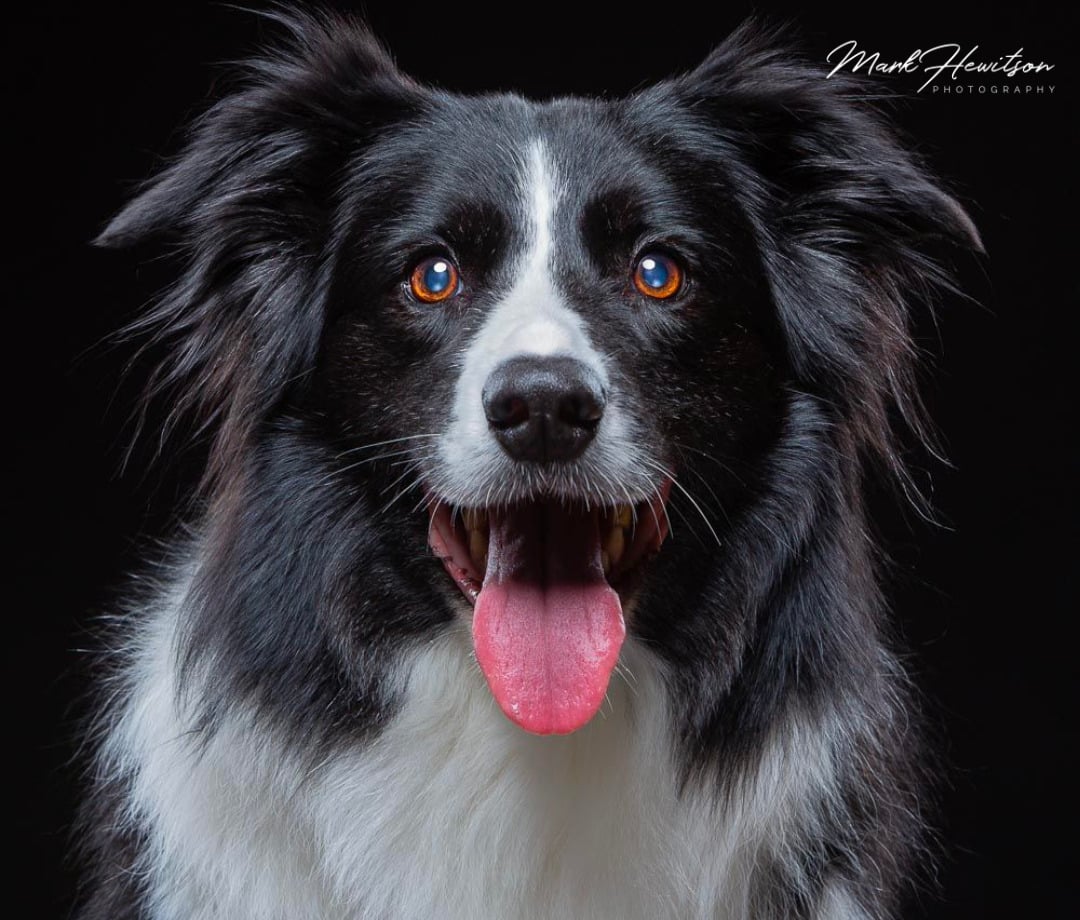 Mark Hewitson Dog Portrait
