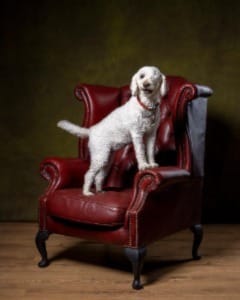 High Wycombe pet photography