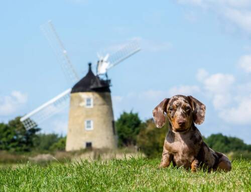 Fun for the whole family! Dog friendly days out around Oxfordshire