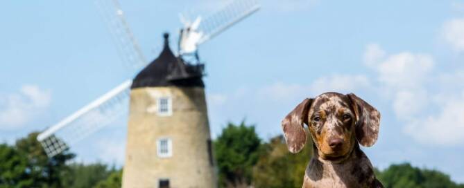 Dog Friendly Activities around Oxfordshire